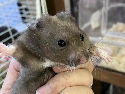 ちっちゃくても存在感抜群!カラーハムスターの男のコ ゴールデンハムスター