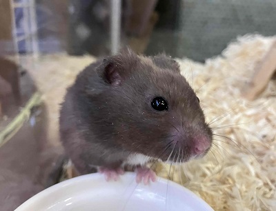 ちっちゃくても存在感抜群!カラーハムスターの男のコ ゴールデンハムスター