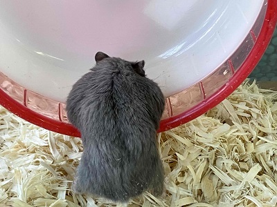 ロシアンブルーハムスター