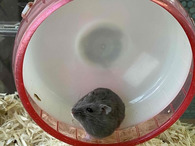 ロシアンブルーハムスター