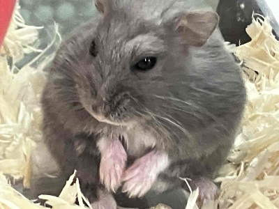 ロシアンブルーハムスター
