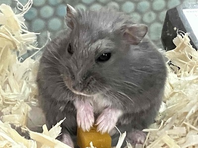 ロシアンブルーハムスター