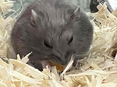 ロシアンブルーハムスター