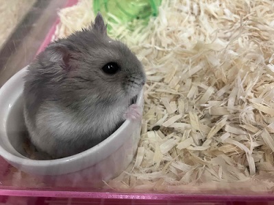 ジャンガリアン