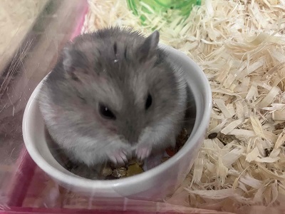 ジャンガリアン