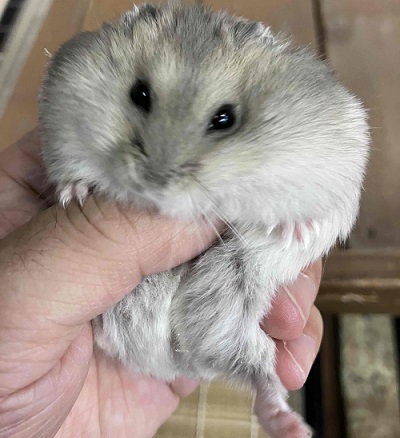 ジャンガリアン