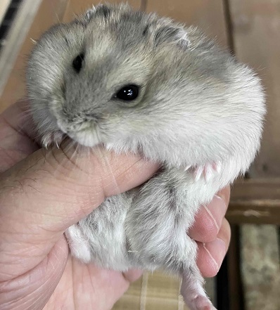 ジャンガリアン