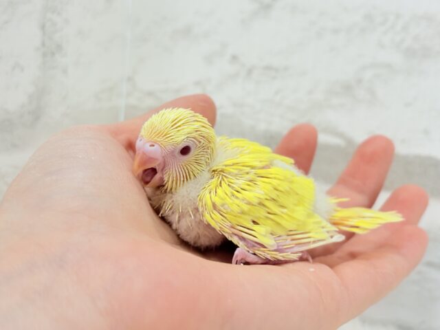 セキセイインコ