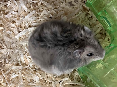 ジャンガリアン