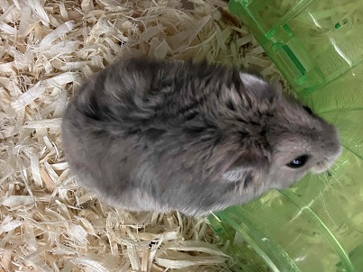 ジャンガリアン