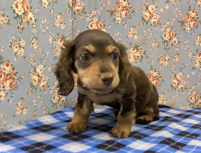 カニンヘンダックス