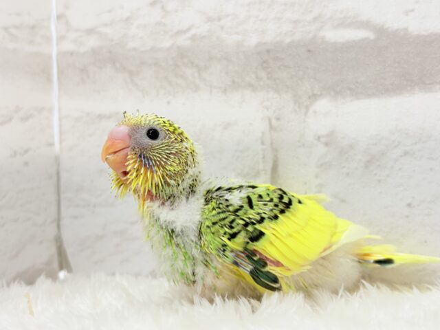 セキセイインコ