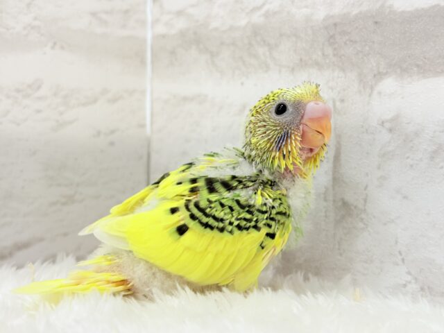 セキセイインコ