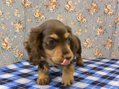 カニンヘンダックス