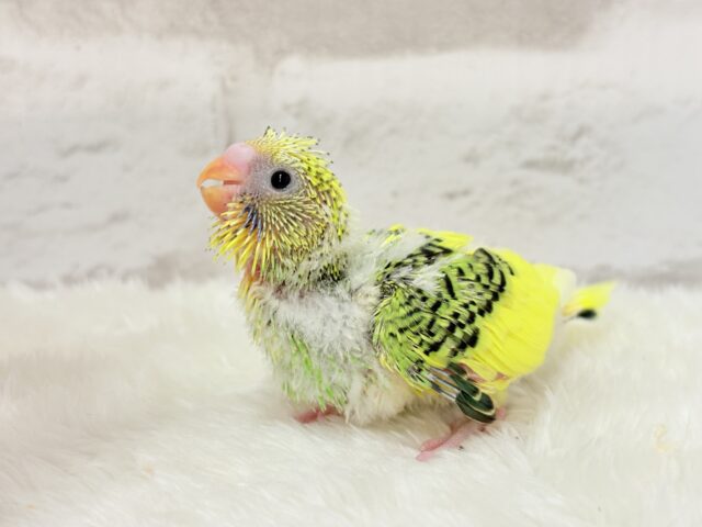 セキセイインコ