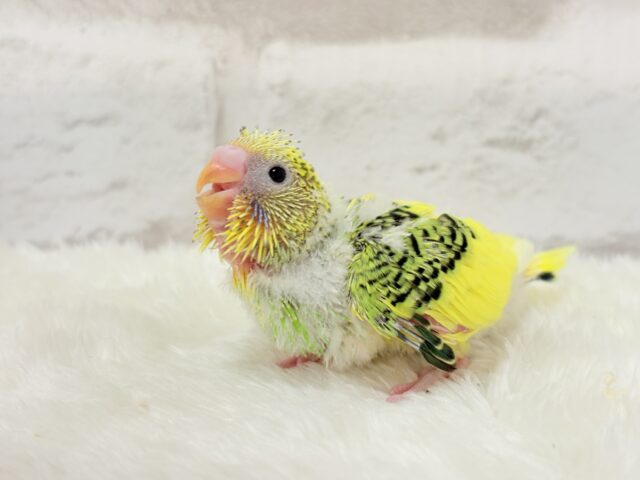 セキセイインコ