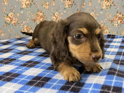 カニンヘンダックス