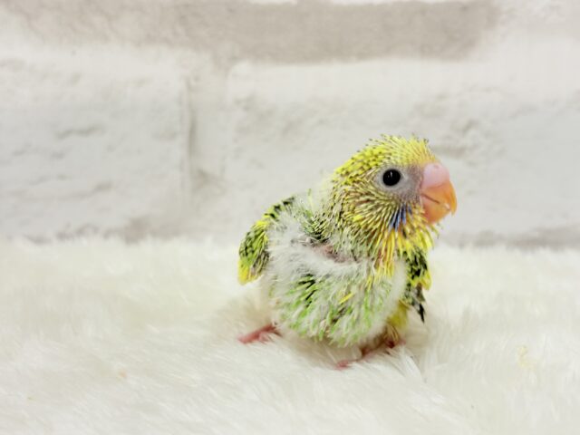 セキセイインコ