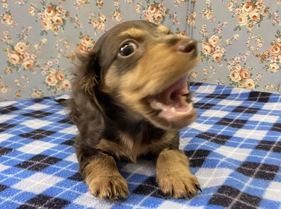 カニンヘンダックス