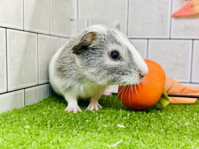 イングリッシュモルモット