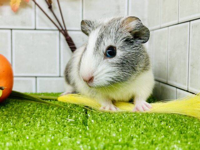 イングリッシュモルモット