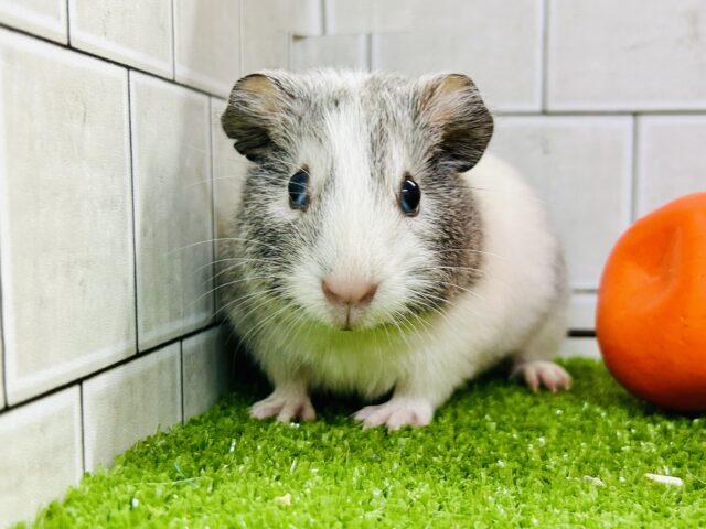 イングリッシュモルモット