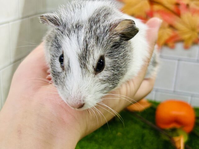 イングリッシュモルモット