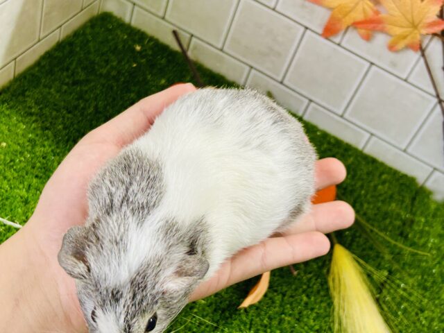 イングリッシュモルモット