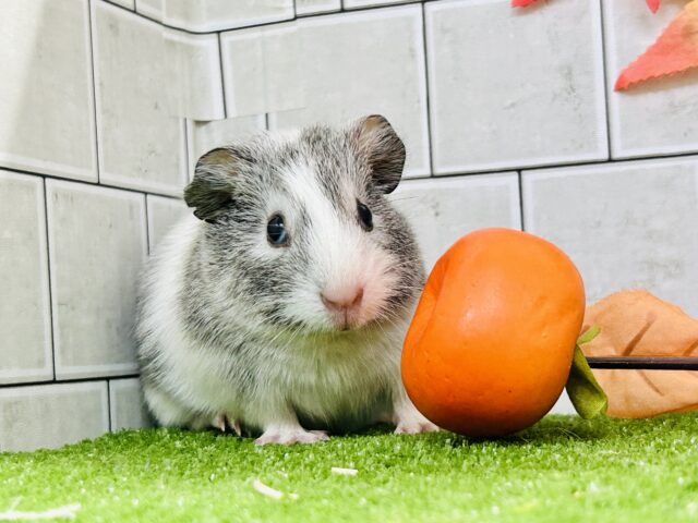 イングリッシュモルモット