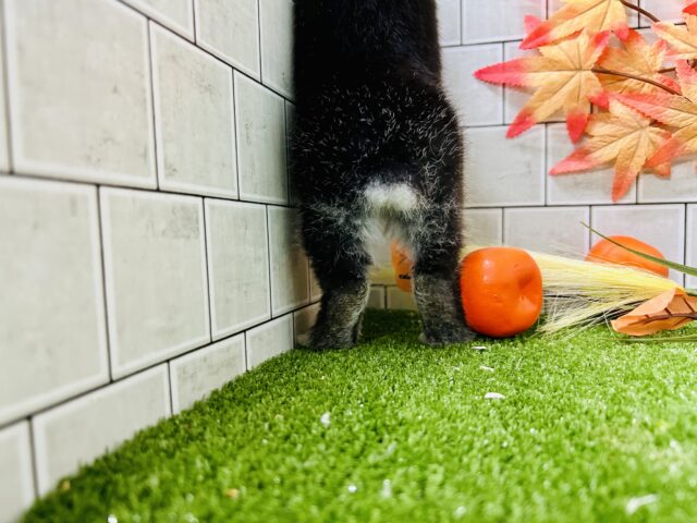 ネザーランドドワーフ