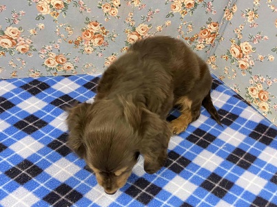 カニンヘンダックス