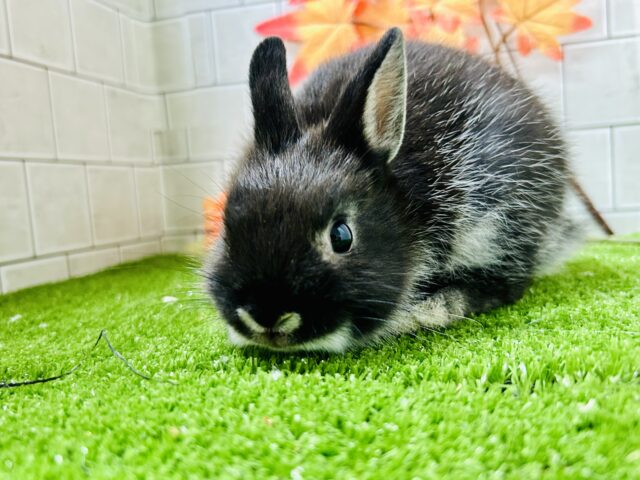 ネザーランドドワーフ