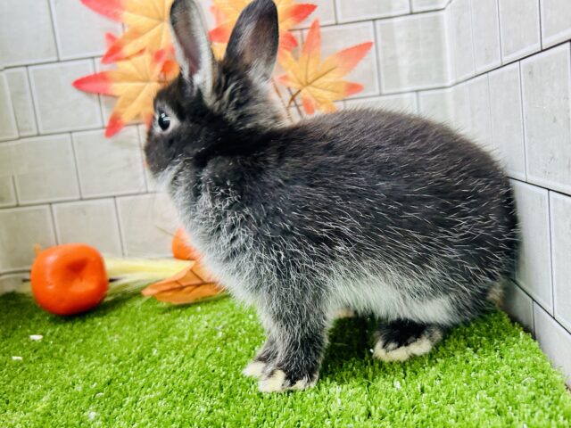 ネザーランドドワーフ