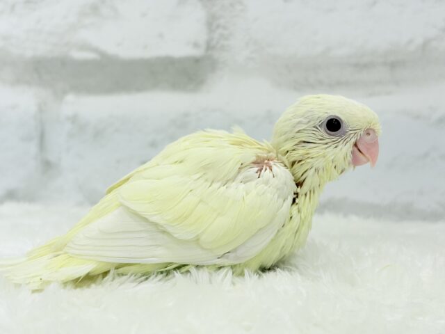 サザナミインコ