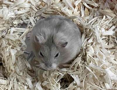 ジャンガリアン