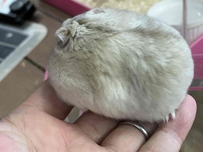 ジャンガリアン