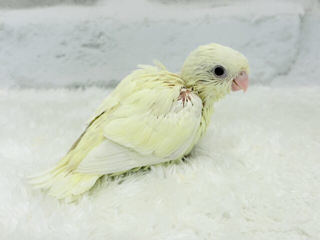 サザナミインコ