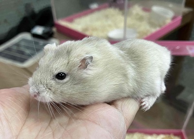 ジャンガリアン