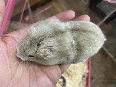 ジャンガリアン