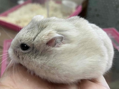 ジャンガリアン