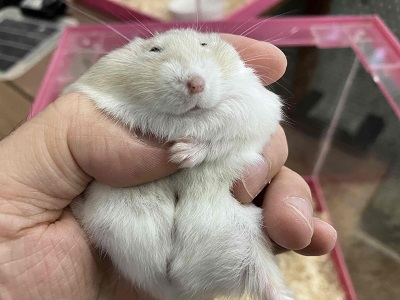 ジャンガリアン