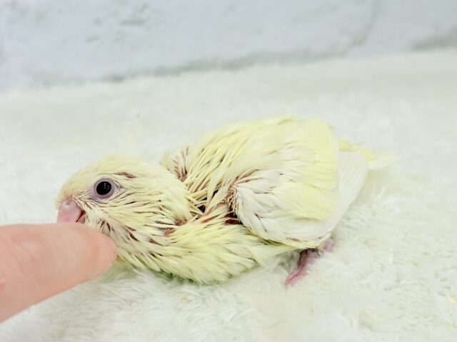サザナミインコ