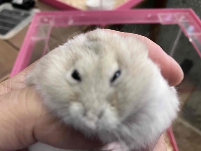 ジャンガリアン