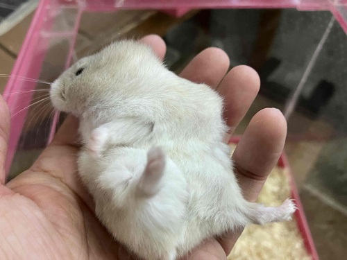 ジャンガリアン