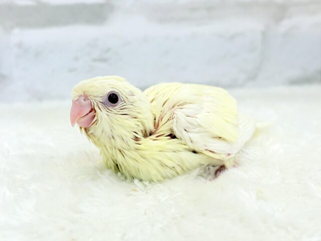 サザナミインコ