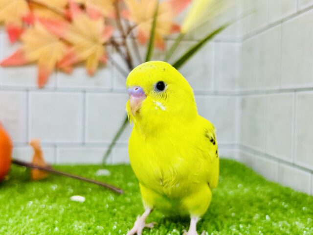 セキセイインコ