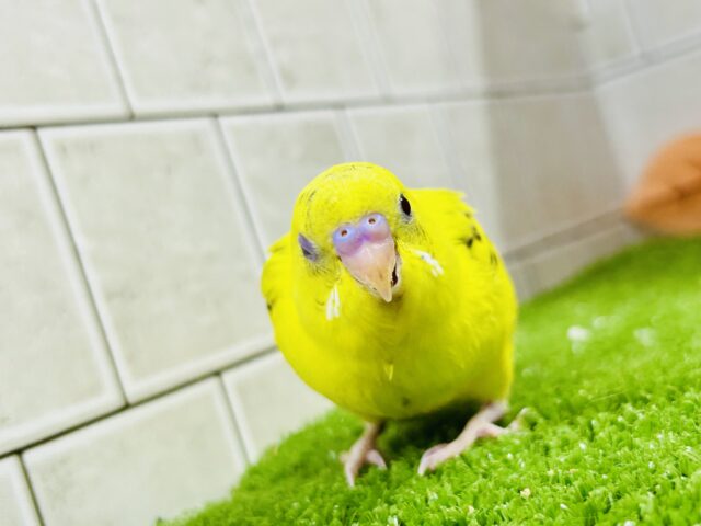 セキセイインコ