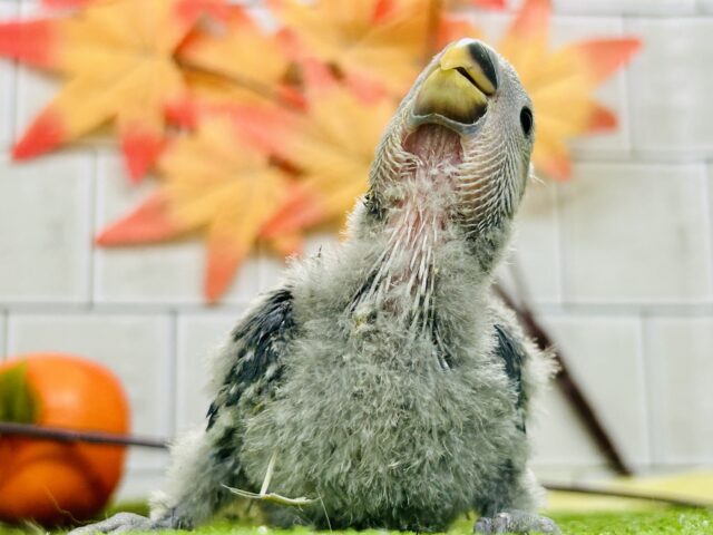コザクラインコ（小桜インコ）