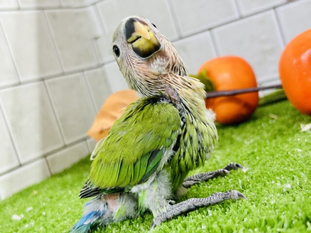 コザクラインコ（小桜インコ）