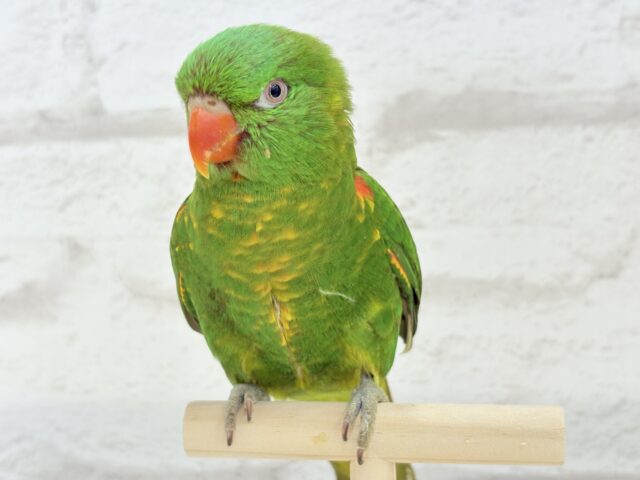 コセイガイインコ